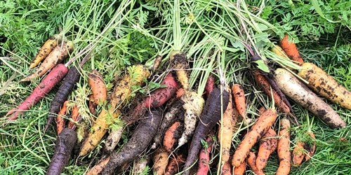 C'est loin d'être ennuyeux le potager